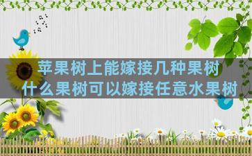 苹果树上能嫁接几种果树 什么果树可以嫁接任意水果树